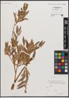 Foto von Salix blakii Goerz